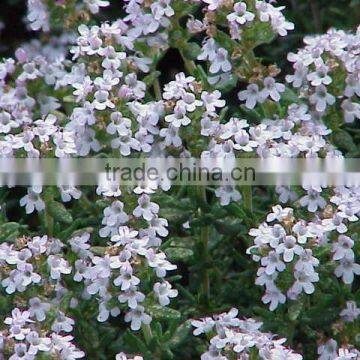 High Quality Thyme Extract