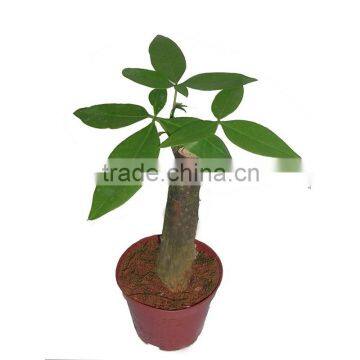 Woody Plants Christmas Tree Money Plant Tree photo-4