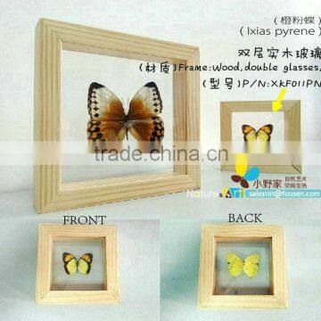 FOUSEN(011) Nature& Art natural species framed insect