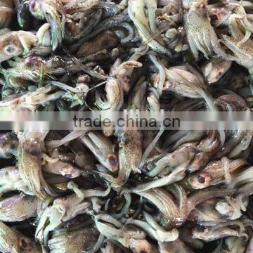 frozen fresh baby loligo squid head