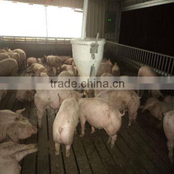 feeder for pig farm project