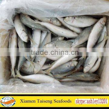 Frozen Round Scad Fish with Size 8-10 for Philippines