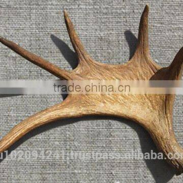 Dry Elk Antlers