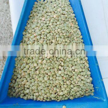 Green Lentil Best Quality in the World Cleaned by Sortex photo-5