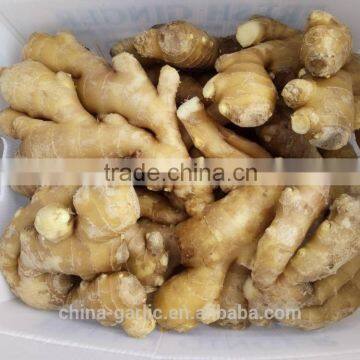 Hot sale high quality organic China gingers