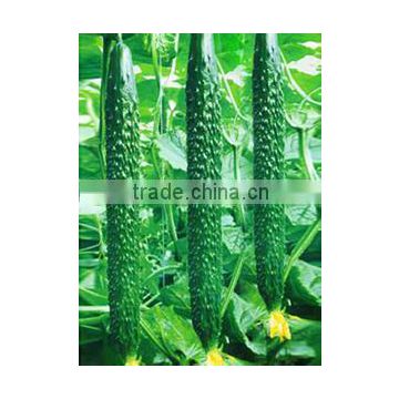 High Yield Crisp Juicy Hybrid F1 Chinese Cucumber Seeds For Sale