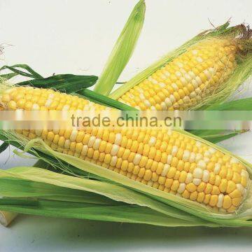 CO04 Gantian No.3 Early Maturity op Yellow Sweet Corn Seeds for Sale photo-2