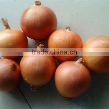 HON01 Taio golden-yellow f1 hybrid onion seeds for sale