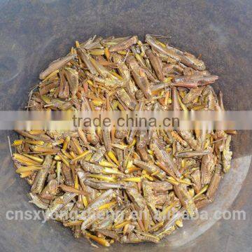 dried locusts china