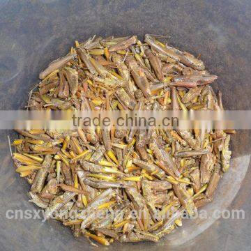 Pet Products Freeze Dried Grasshoppers photo-5