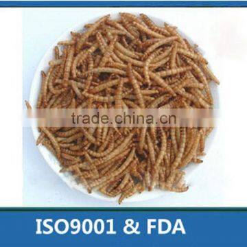 Attractive to insect-eating birds food mealworm natural pet food