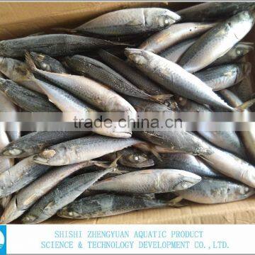 Best Price For Canned Frozen Mackerel Fish photo-2
