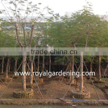 Delonix Regia, Royal Poinciana, Flame Tree photo-2