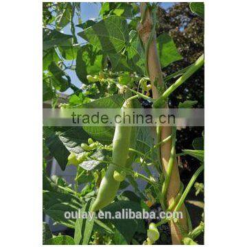 Natural Eco-friendly High Quality Bitter Bamboo Poles/Skewers For Climbing Plant photo-2