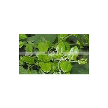 Natural Plant Gymnema Sylvestre