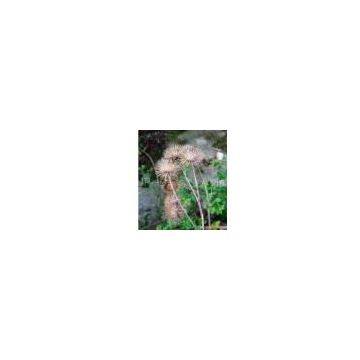 Burdock Seed Extract