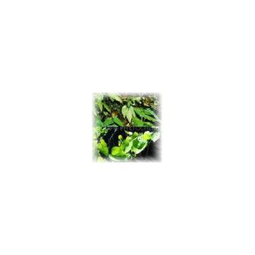 Epimedium Extract Powder