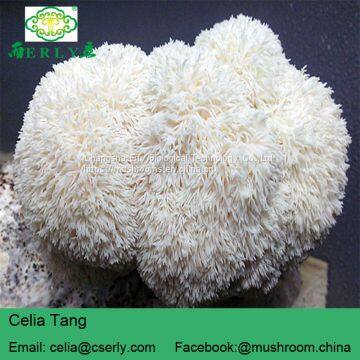 Mushroom Professional Manufacturer Supply Lions Mane Mushroom photo-5