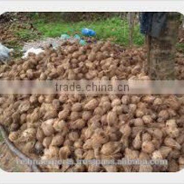 Fresh vegetable and fruits suppliers from india