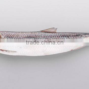 WR Frozen Sardines photo-2
