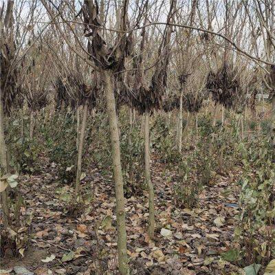 Prices of Bauhinia Trees in 2020 photo-3