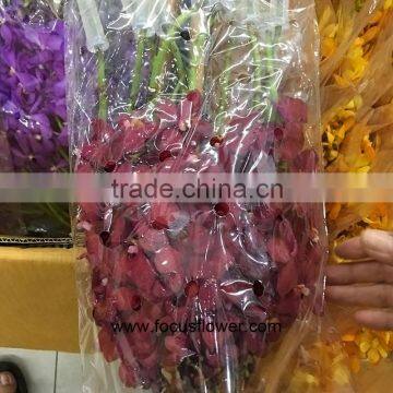 Wedding Fresh Cut Red Orchid Plants From China Wholesale