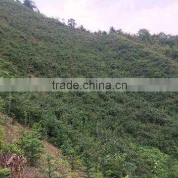 OEM Service Fresh Tea of This Year New Tea Wild Rocky Tea photo-2