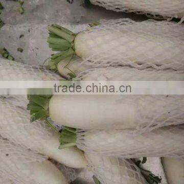 Fresh white radish