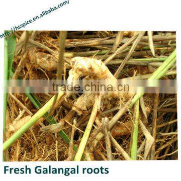 Dried Galangal Roots