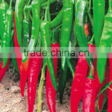 Hybrid green red chilli pepper seeds for sale-Kezheng No.3