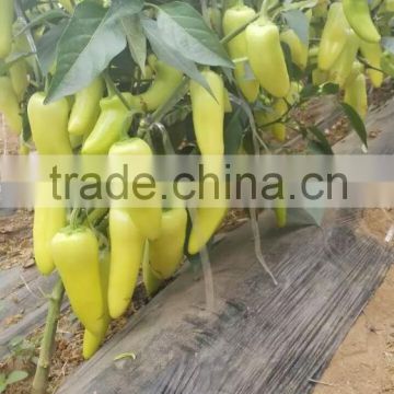 New pepper varieties pepper seeds yellow red pepper seeds for planting-GuiFei