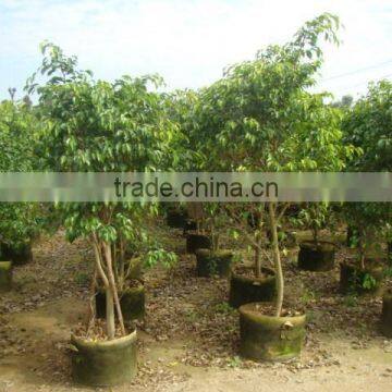 Natural Evergreen Ficus Benjamina L