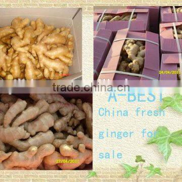 Chinese Cheaper Fresh Ginger photo-3