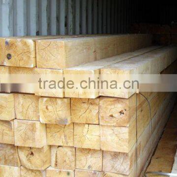 White pine