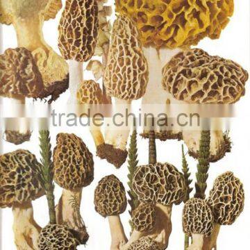 Shanghai Detan Affordable Dried Morel Mushrooms photo-6