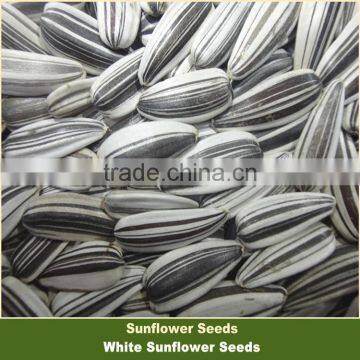 Chinese White Sunflower Seeds with Black Strip Ton Price