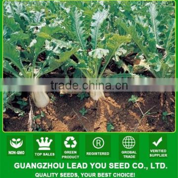 MR02 Gaoshuai high quality chinese radish seeds company