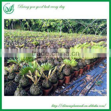 Indoor and Outdoor Ornamental Zamia Furfuracea Ait Plants
