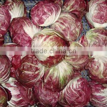 Red Ball Chicory Seeds Red No 2 photo-2