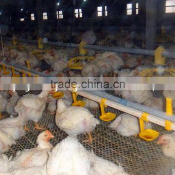 Whole Poultry Equipment for Broilers and Breeders