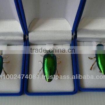 beetle wings 2014 Hot sale beetle wings brooches