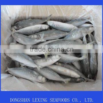 frozen whole round IQF horse mackerel