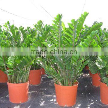 Zamioculcas Zamiifolia photo-4