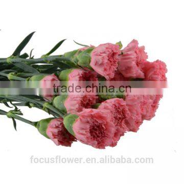 Big Muma Pink Carnation Flower High Grade Fresh Cut Flowers Wholesale From China Supplier photo-2