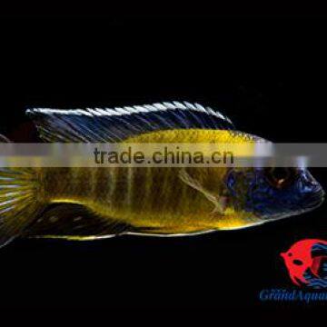 Malawi Cichlid Fish Farm and Exporter photo-2