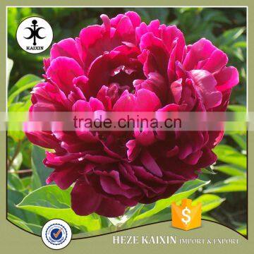 MY TEST Herbaceous Peony Plant Root photo-2