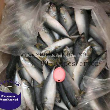 80-100pcs per carton Frozen Pacific Mackerel Seafood Fish With Land Frozen