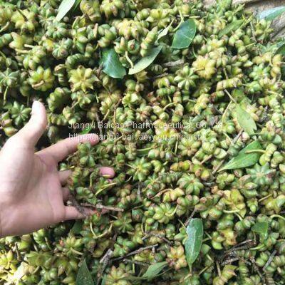 Star Anise Seed Oil Anise Oil Nature Essential Anise Oil Pharmaceutical Grade Food Grade photo-3