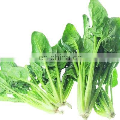 Spinacia oleracea Mill cheap healthy vegetables 2021 new crop food planet hot selling iqf frozen spinach