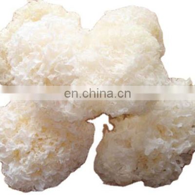 Dried snow fungus/Wholesales snow fungus from Vietnam